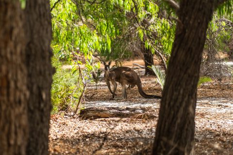 Western Australia